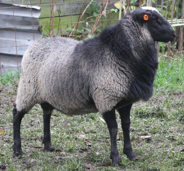 Sheep of Romanov breed with wool with a bluish tint